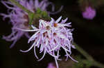 Appalachian blazing star